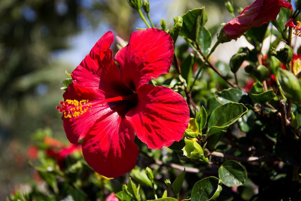 Case Vacanza Torre Lupa Marsala Dış mekan fotoğraf